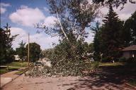 road blocked by one tree limb