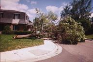 broken tree on Davern