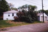 another broken tree on Davern