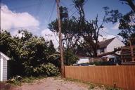 tree down in alley