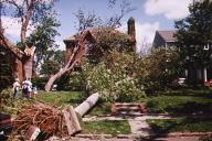 trees fallen onto houses