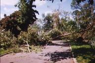 street blocked by trees