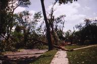 street blocked by trees