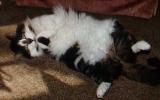 [Soul wanting his tummy rubbed]