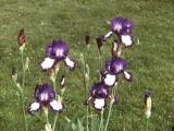 [irises in a group]