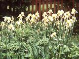 [group of yellow irises]