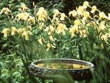 [same irises plus a birdbath]