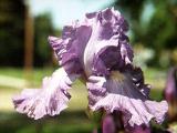 [closeup of one iris]