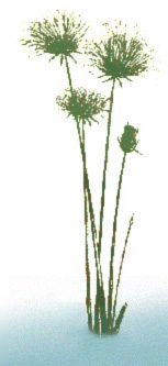 Papyrus Plant