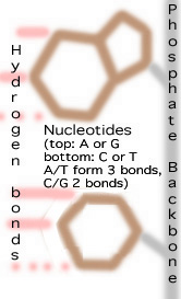 DNA structure: Nucleotides